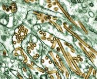 Elektronska fotografija virusa gripa (uto)