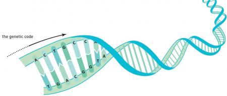 DNK i genetski kod