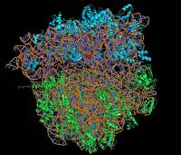 Struktura ribozoma bakterije