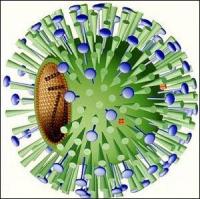 Struktura virusa gripa